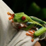 los-escenarios-mas-bellos-de-costa-rica-animales los-escenarios-mas-bellos-de-costa-rica-animales