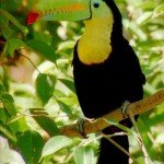 los-escenarios-mas-bellos-de-costa-rica-fauna los-escenarios-mas-bellos-de-costa-rica-fauna