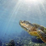 los-escenarios-mas-bellos-de-costa-rica-tortugas los-escenarios-mas-bellos-de-costa-rica-tortugas
